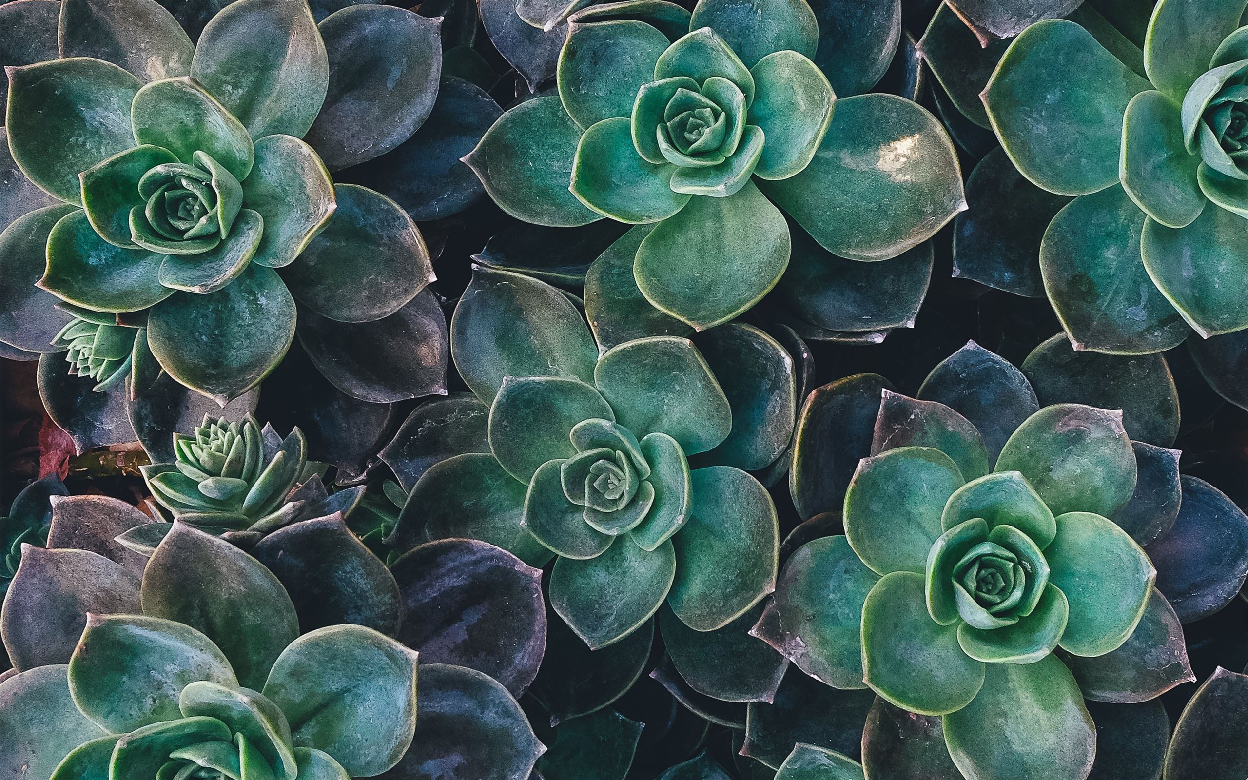 Cute Aesthetic Succulent Wallpapers