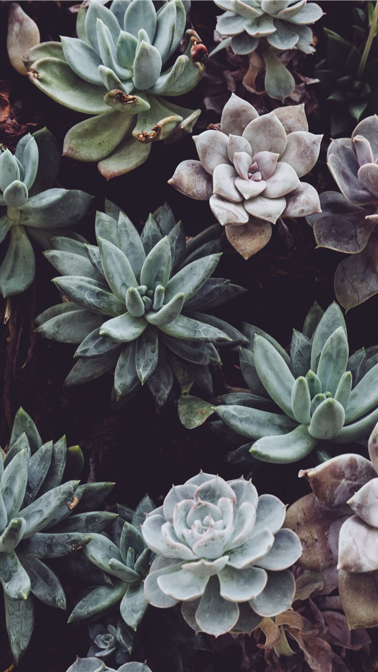 Cute Aesthetic Succulent Wallpapers