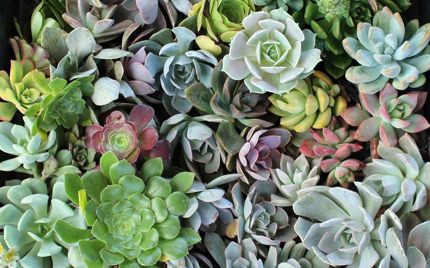 Cute Aesthetic Succulent Wallpapers