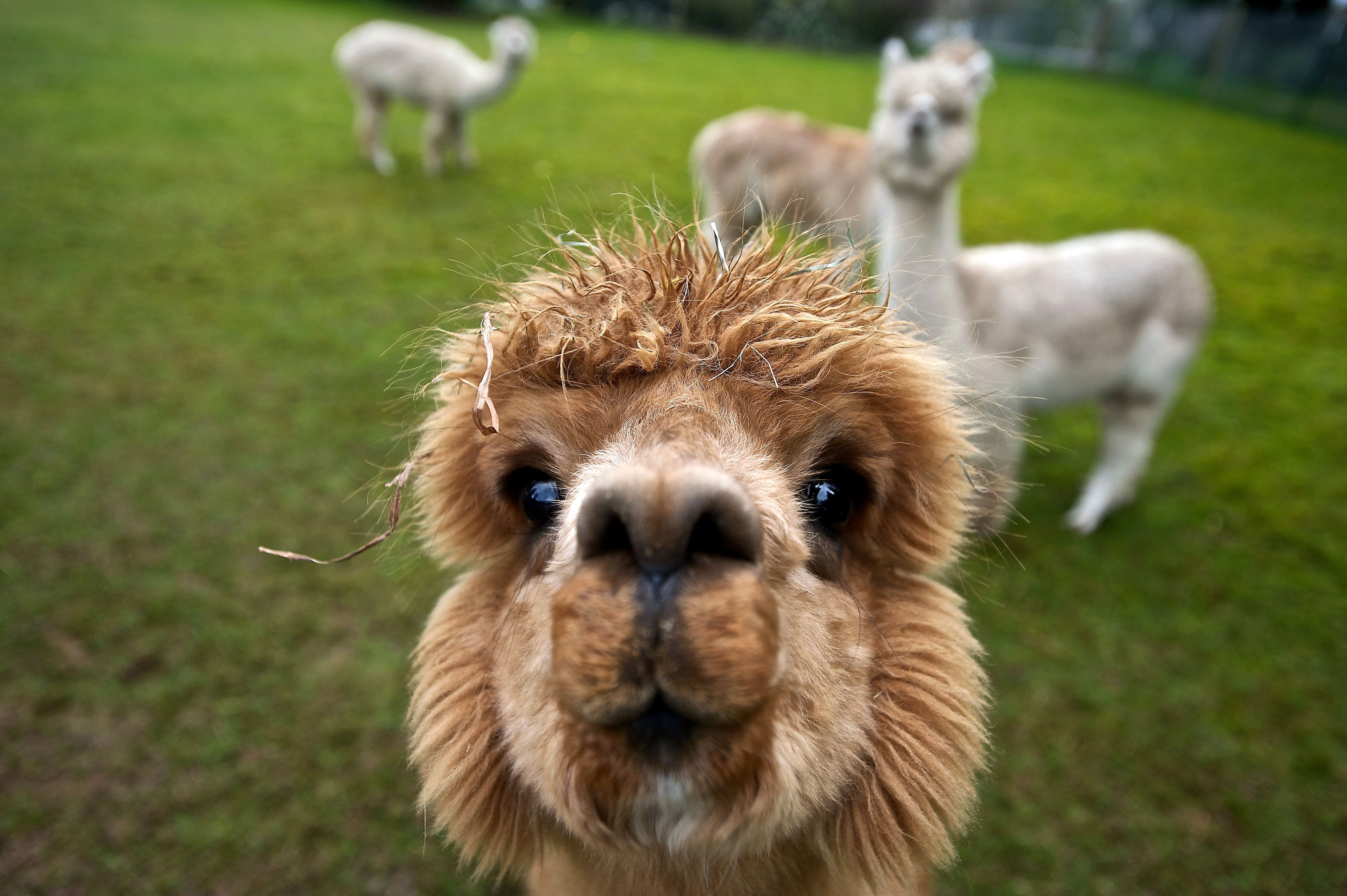 Cute Alpaca Wallpapers