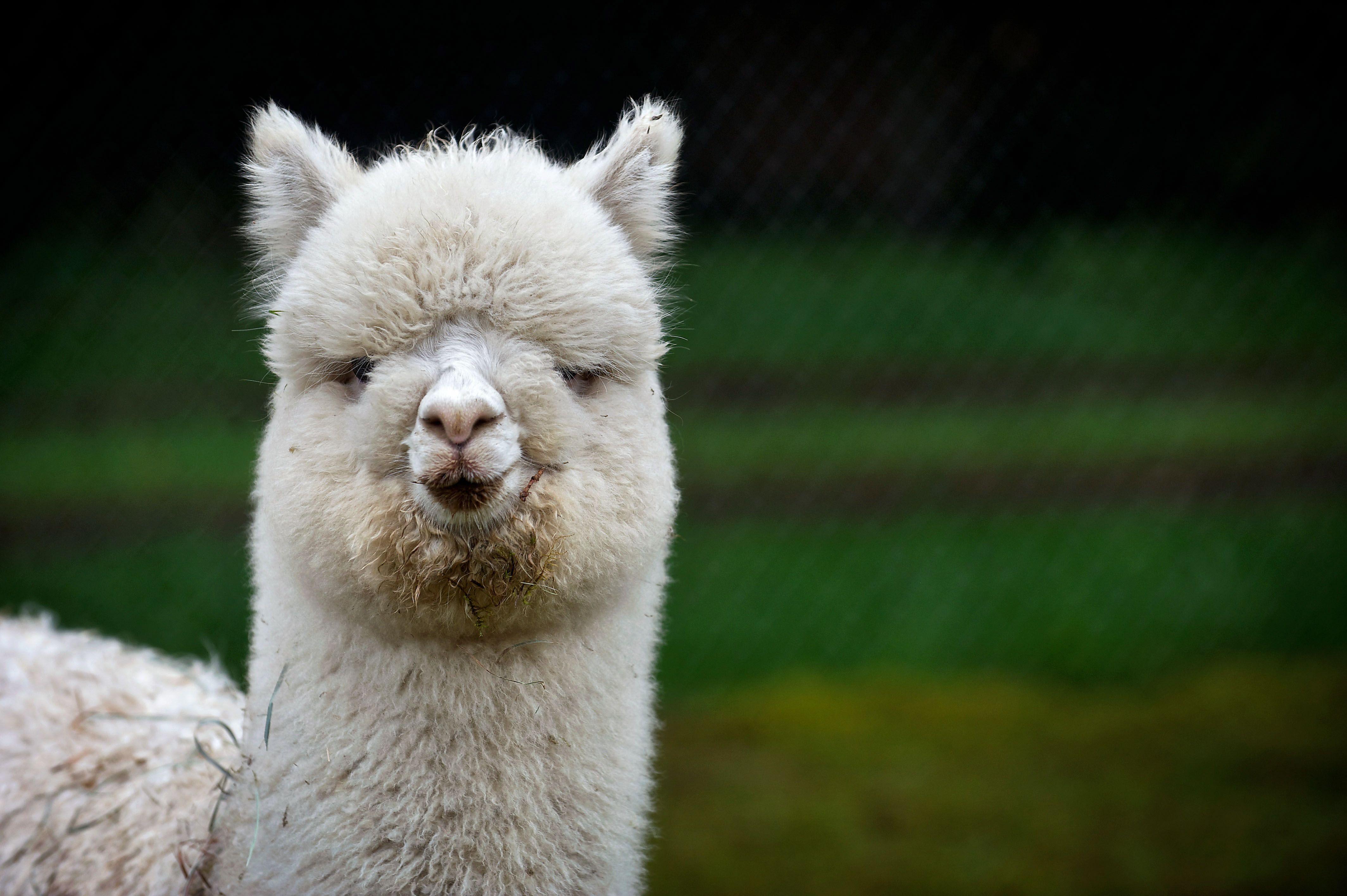 Cute Alpaca Wallpapers