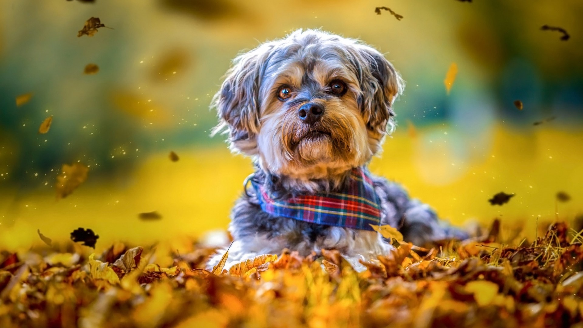 Cute Autumn PicturesWallpapers