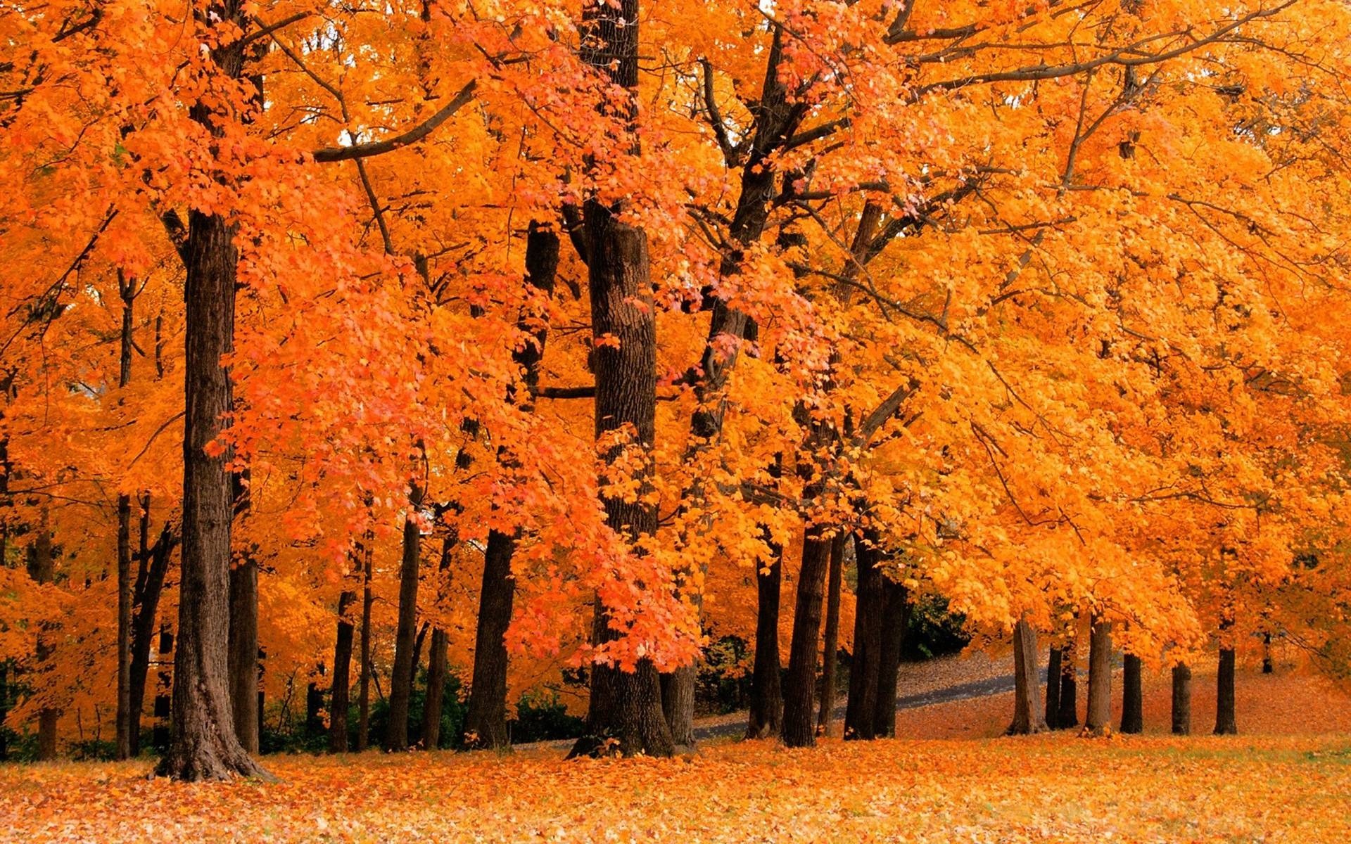 Cute Autumn PicturesWallpapers