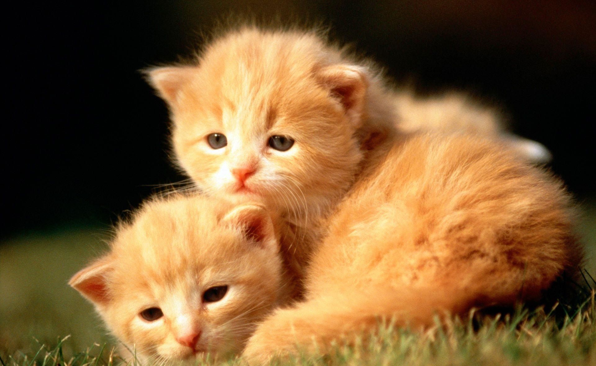 Cute Baby Animal Farm Wallpapers