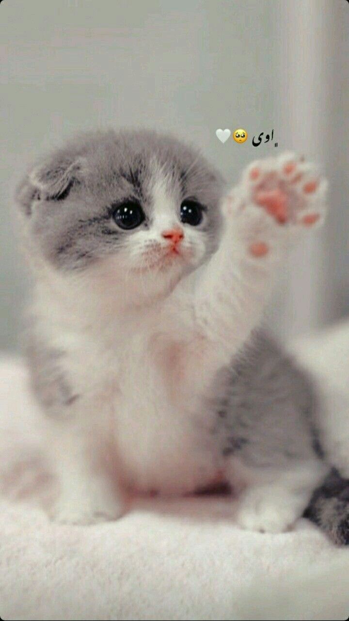 Cute Baby Cats  Wallpapers