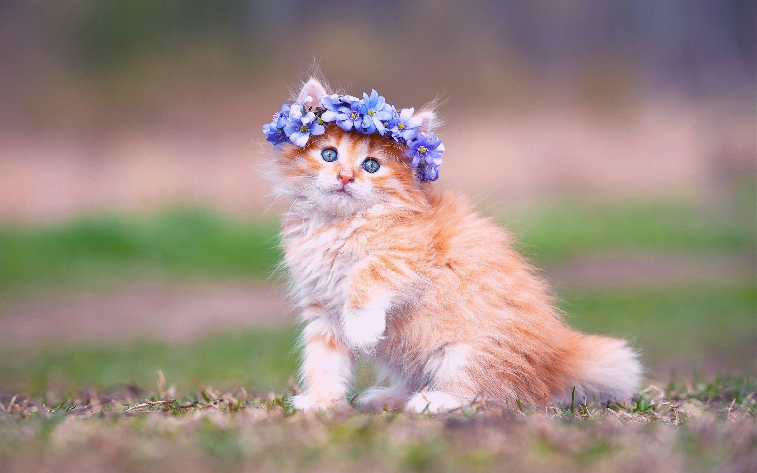 Cute Baby Cats  Wallpapers