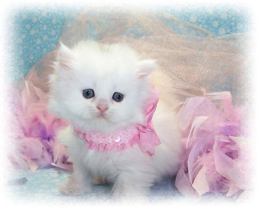 Cute Baby Cats  Wallpapers