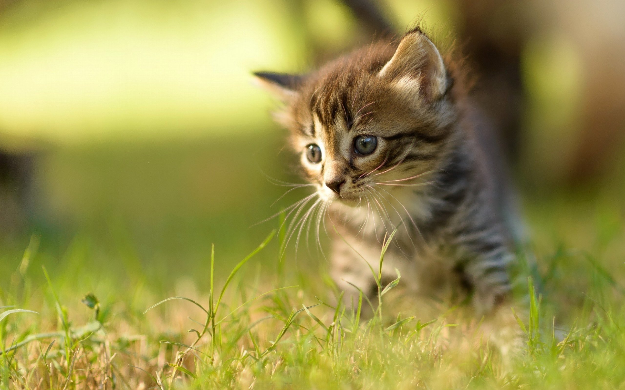 Cute Baby Cats  Wallpapers