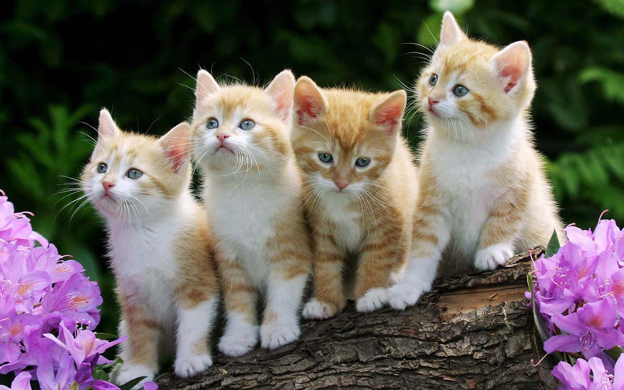 Cute Baby Cats  Wallpapers