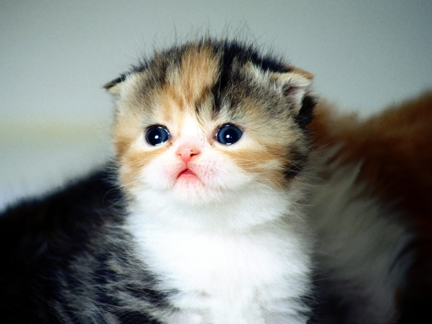 Cute Baby Cats  Wallpapers