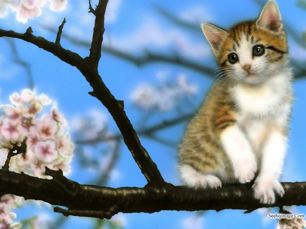 Cute Baby Cats  Wallpapers