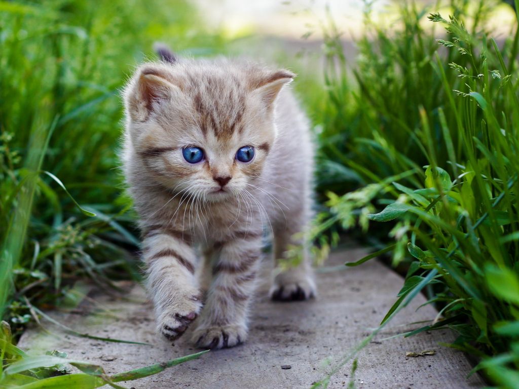 Cute Baby Cats  Wallpapers