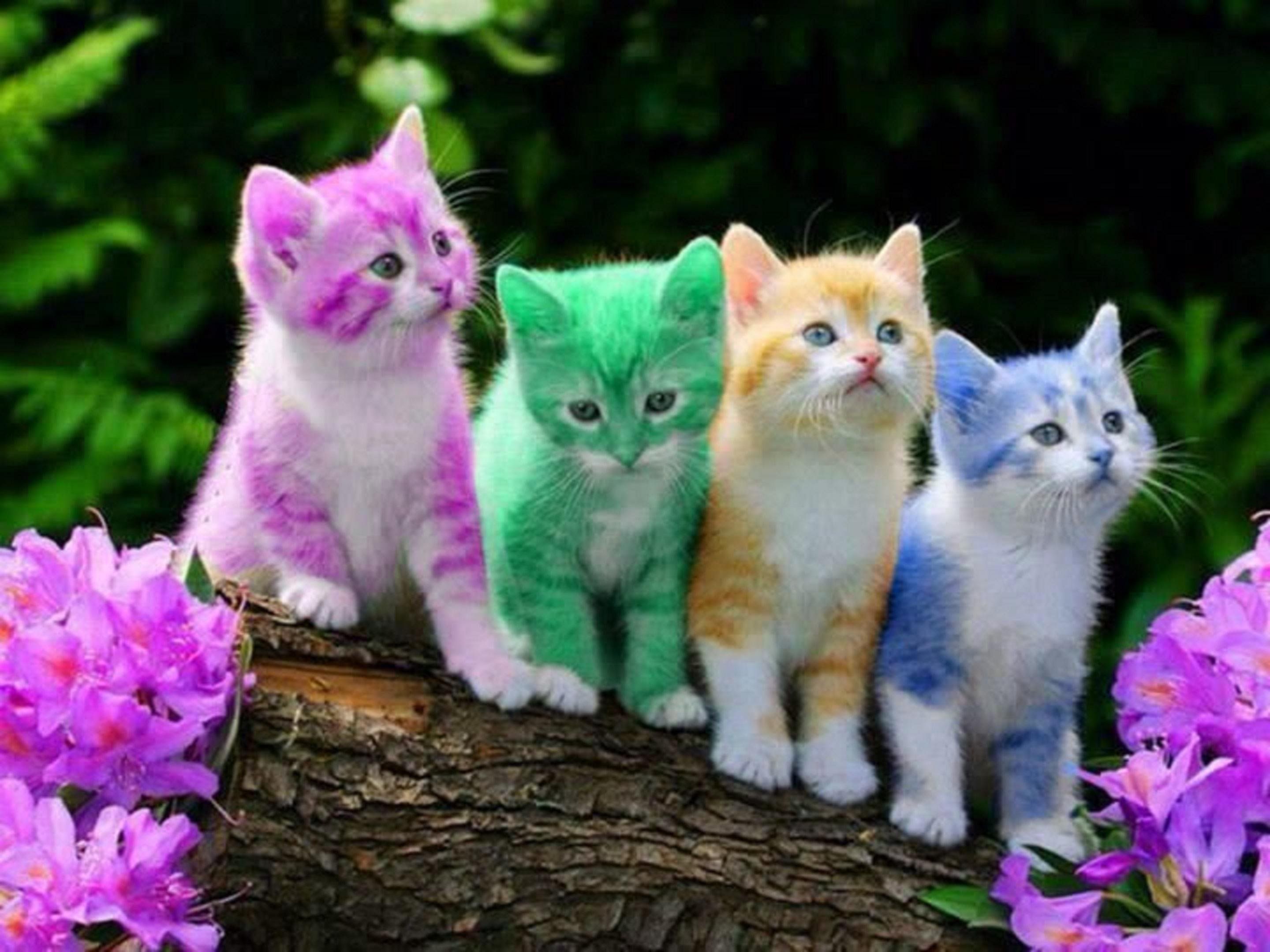 Cute Baby Cats  Wallpapers