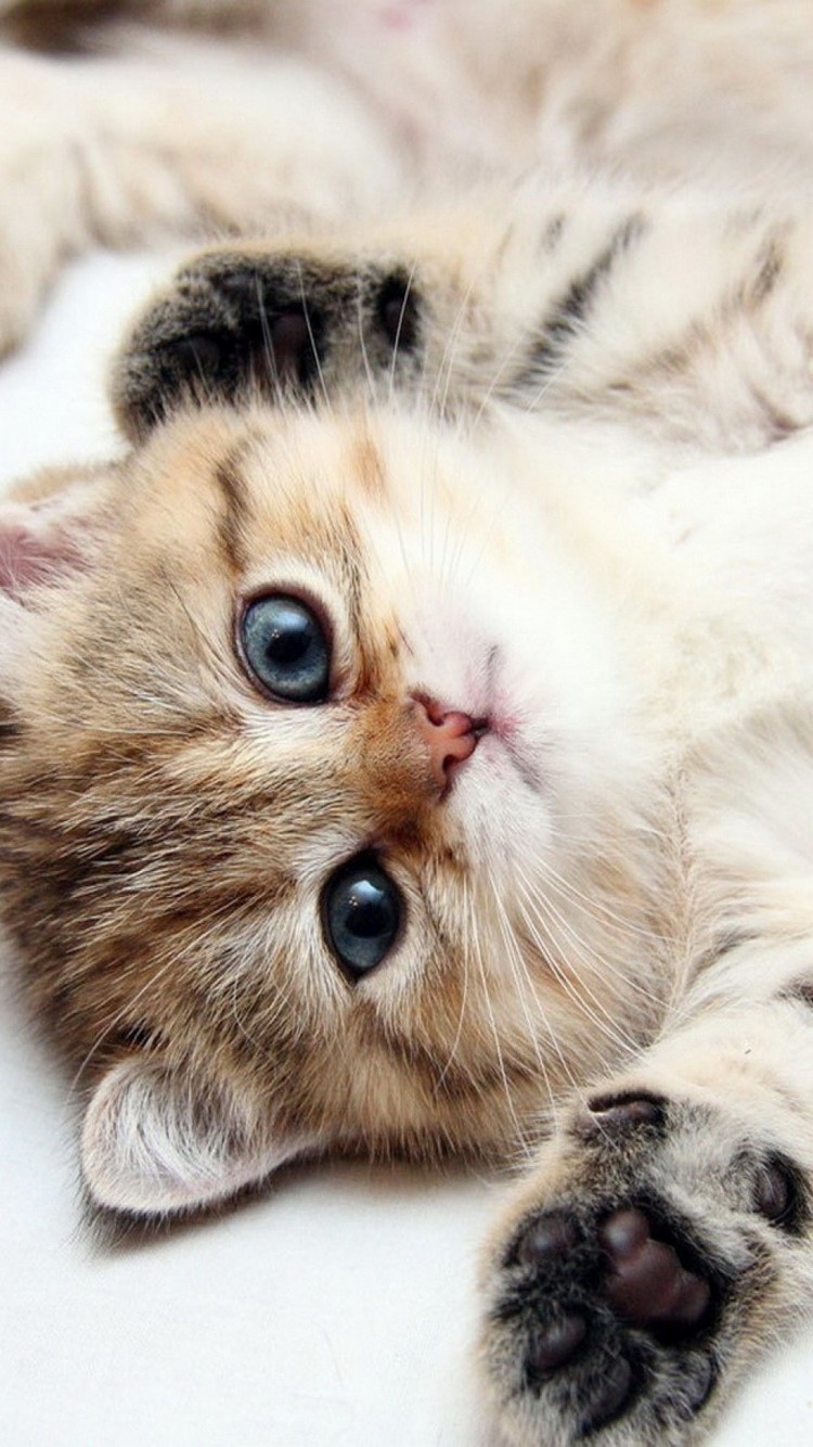 Cute Baby Cats  Wallpapers