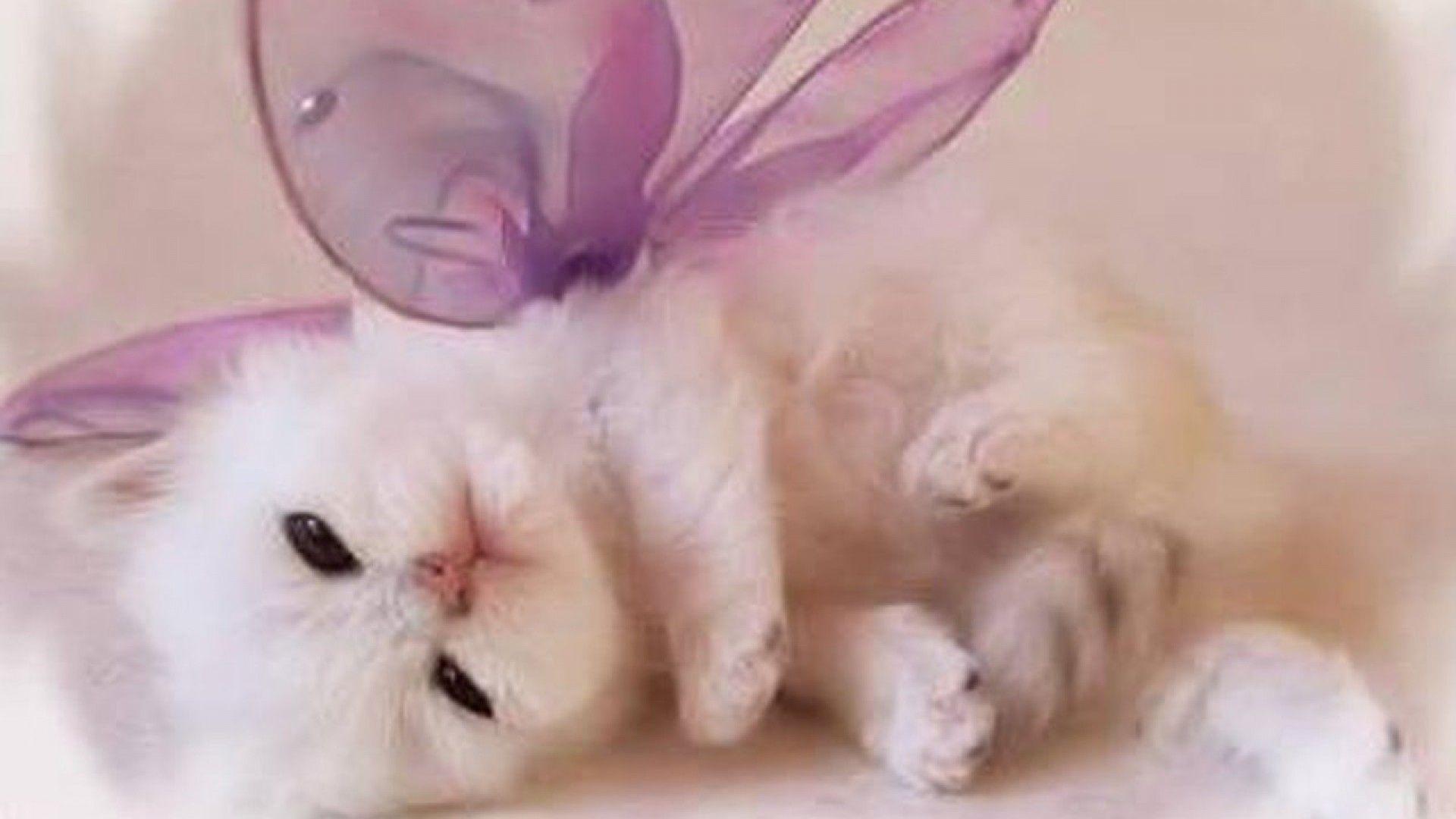 Cute Baby Cats  Wallpapers