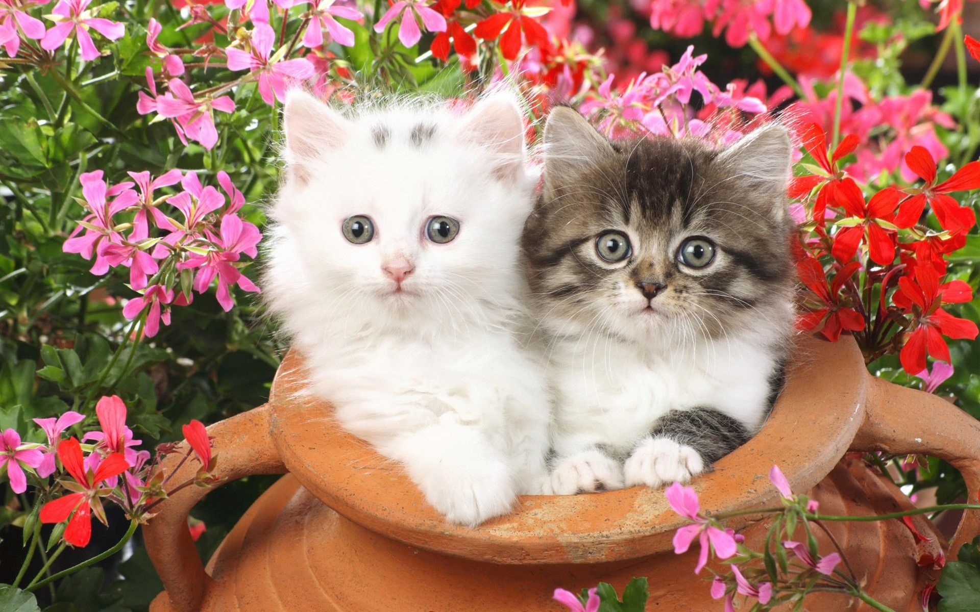 Cute Baby Cats  Wallpapers