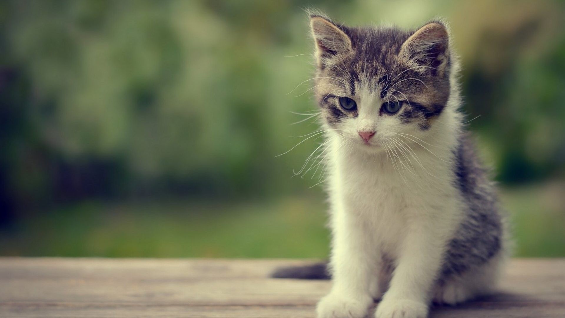 Cute Baby Cats  Wallpapers