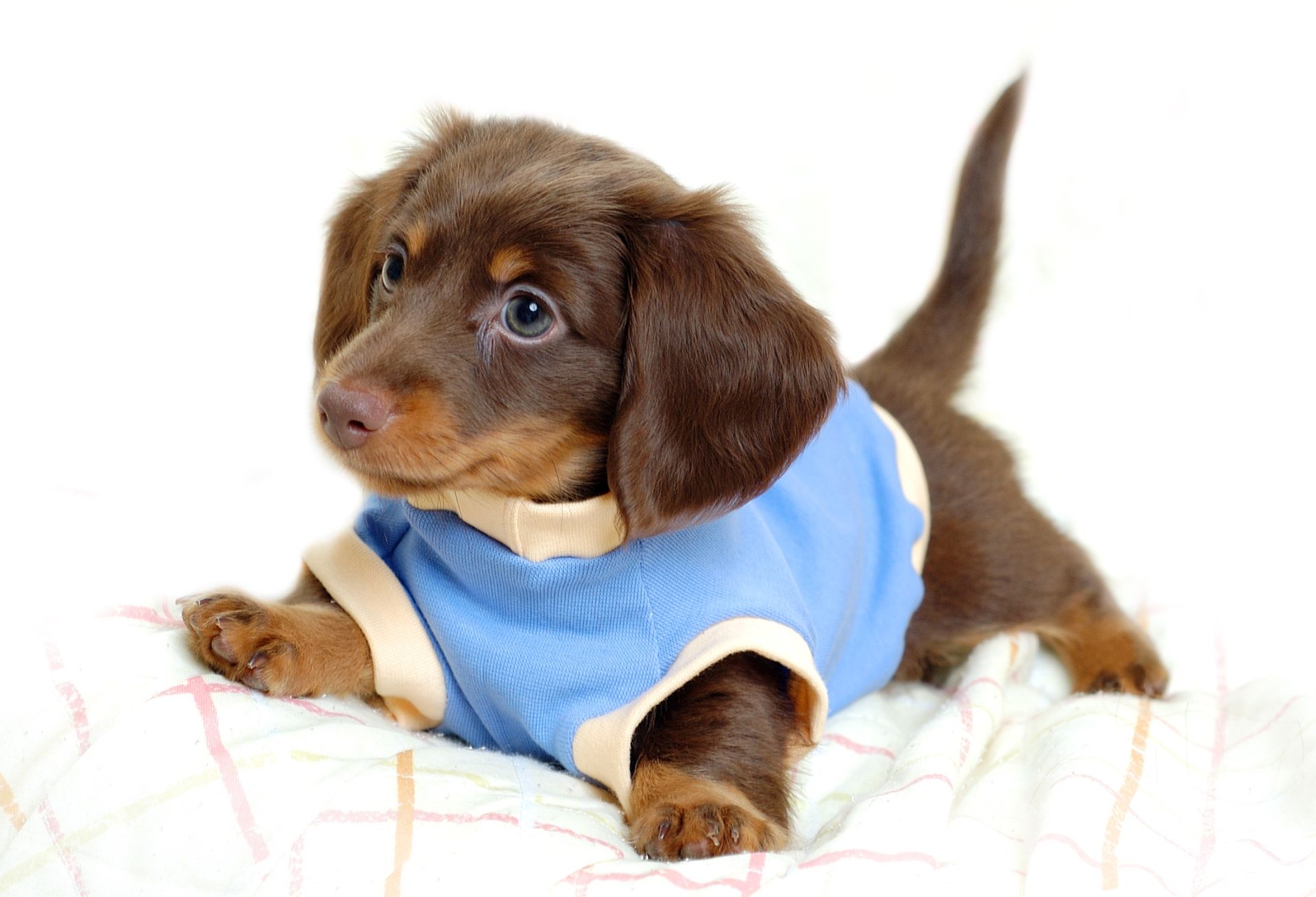 Cute Baby Dogs Wallpapers
