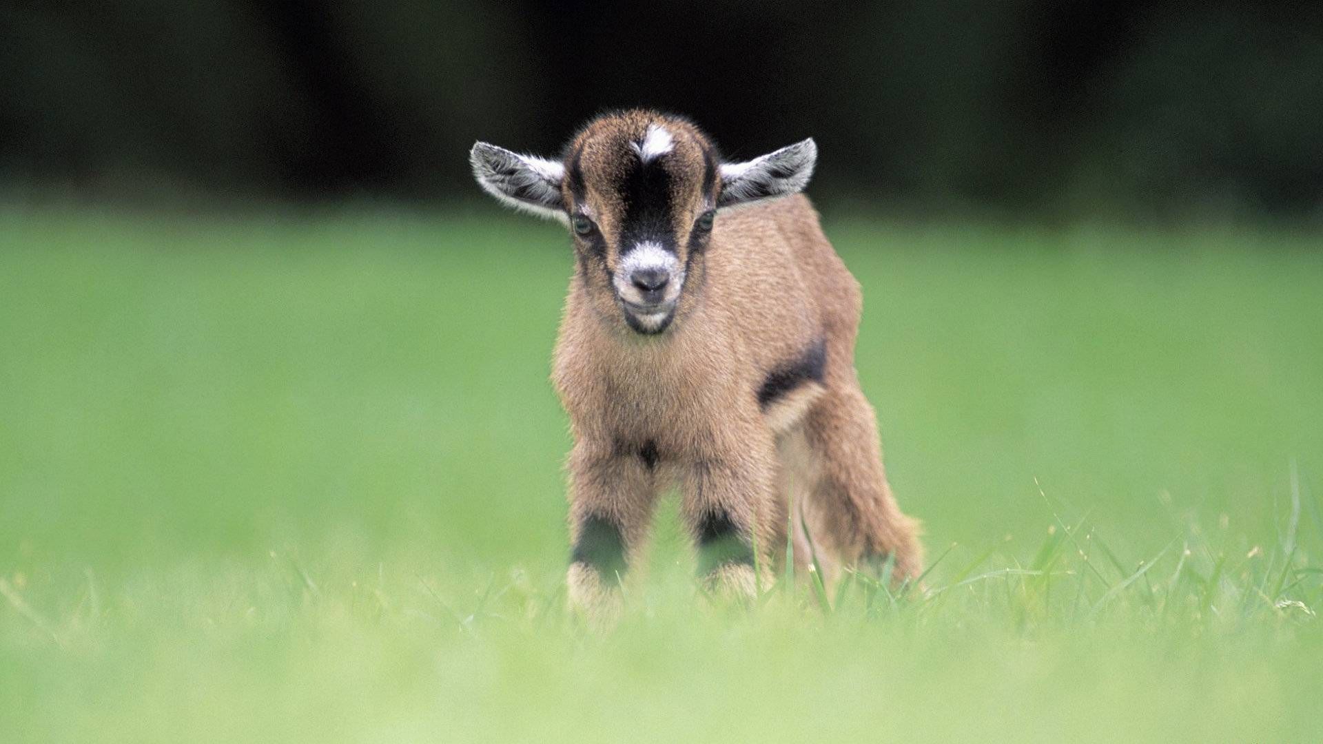 Cute Baby Goat Wallpapers