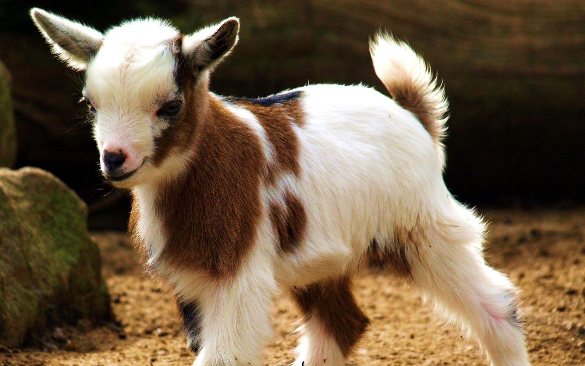 Cute Baby Goat Wallpapers