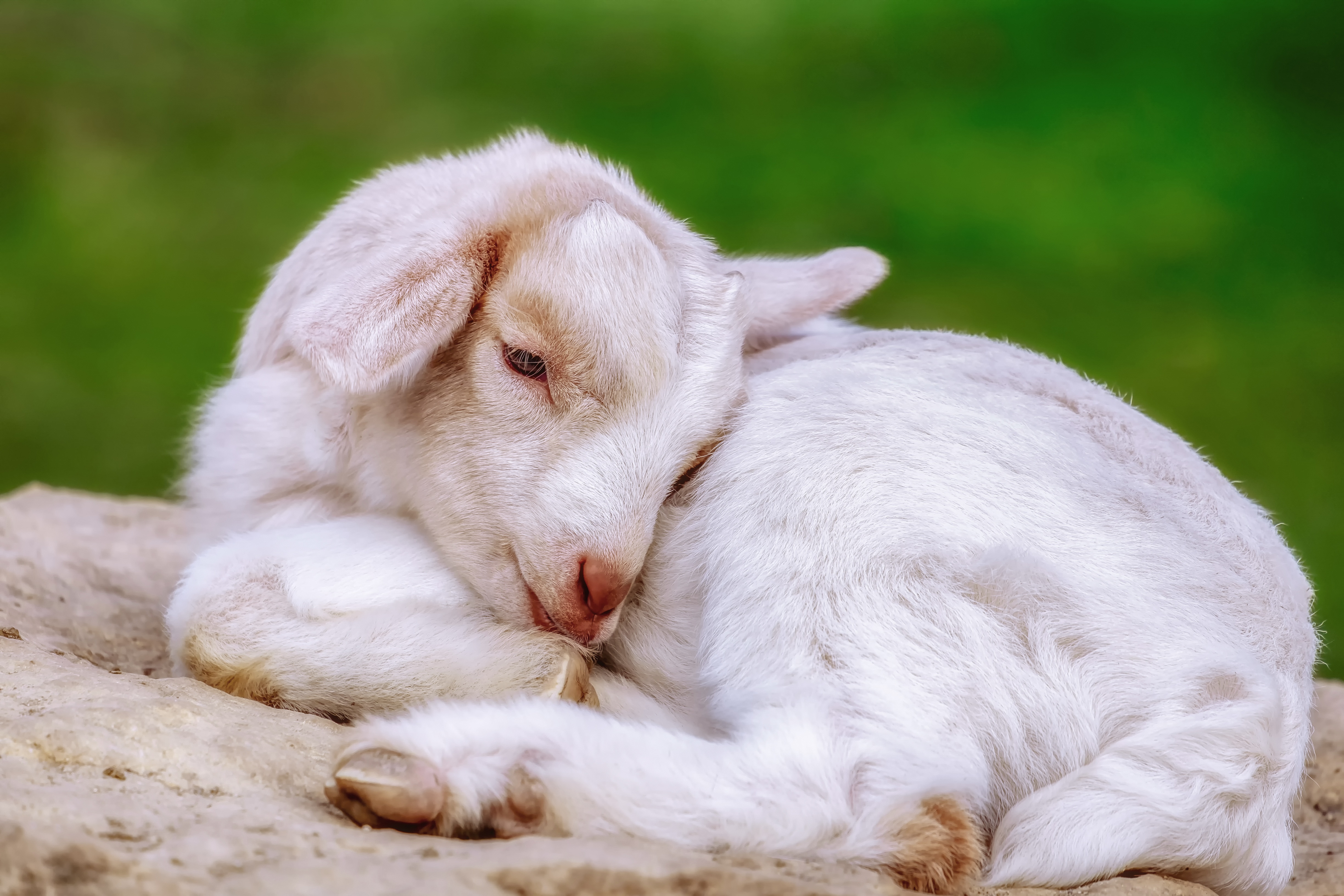 Cute Baby Goat Wallpapers