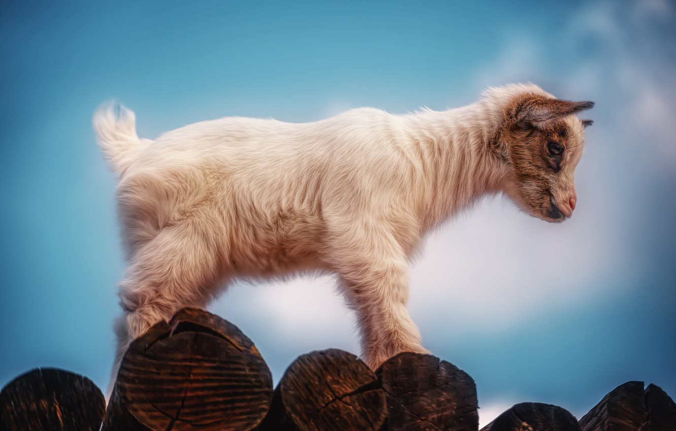 Cute Baby Goat Wallpapers