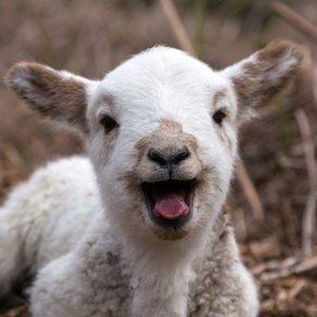 Cute Baby Goat Wallpapers