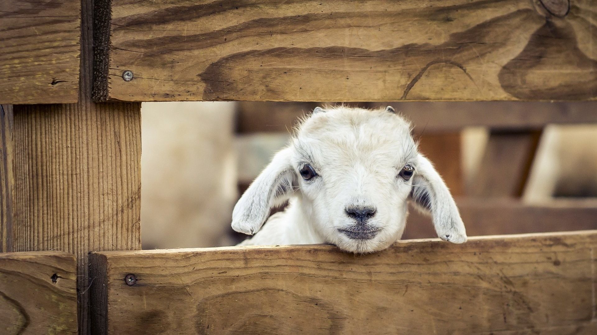 Cute Baby Goat Wallpapers