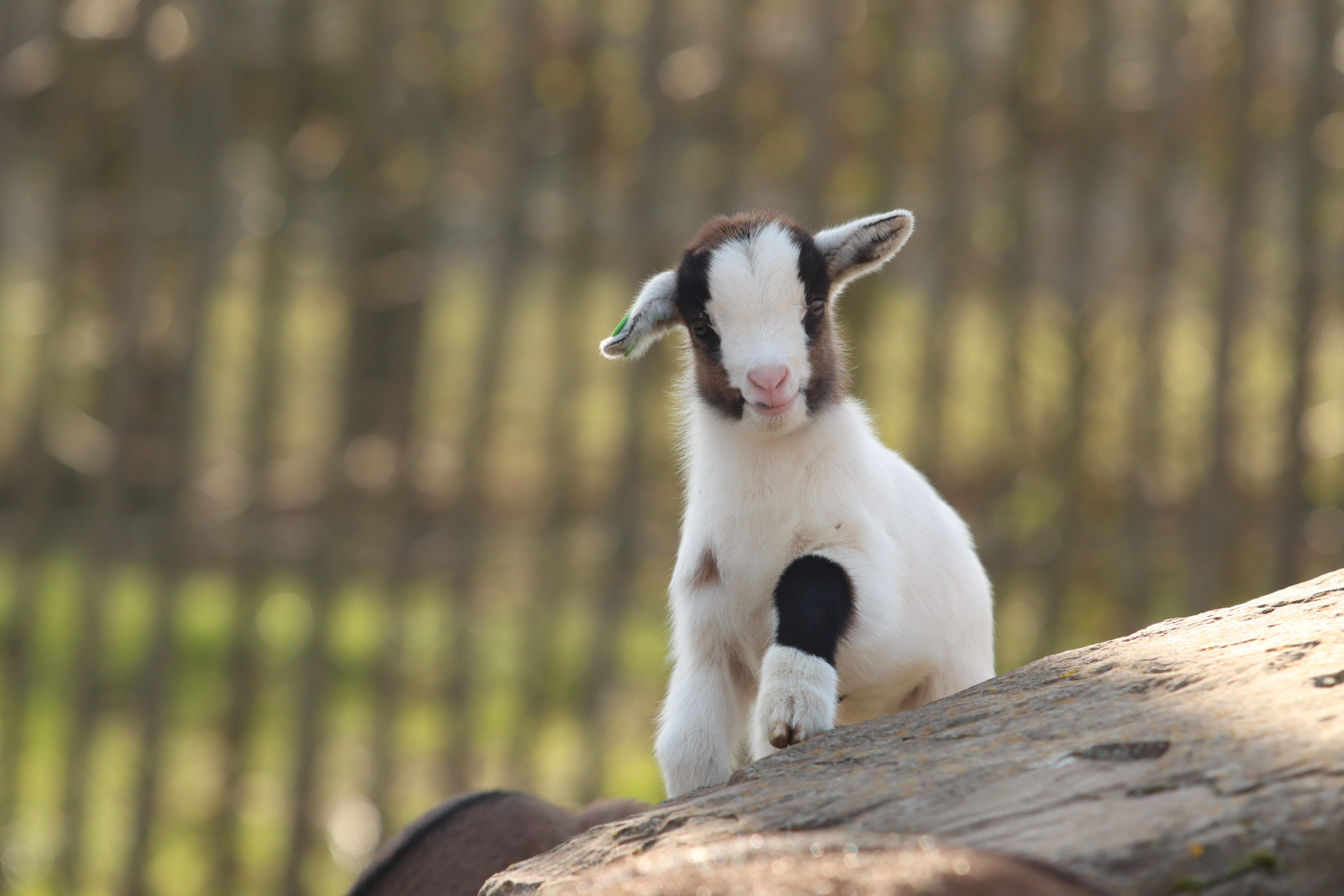 Cute Baby Goat Wallpapers