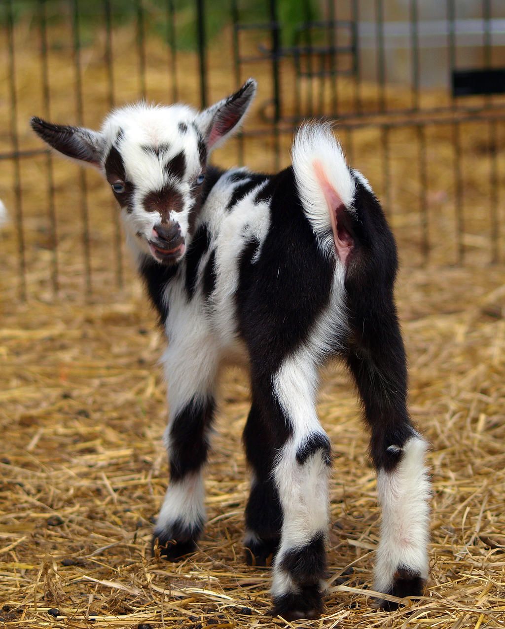 Cute Baby Goat Wallpapers