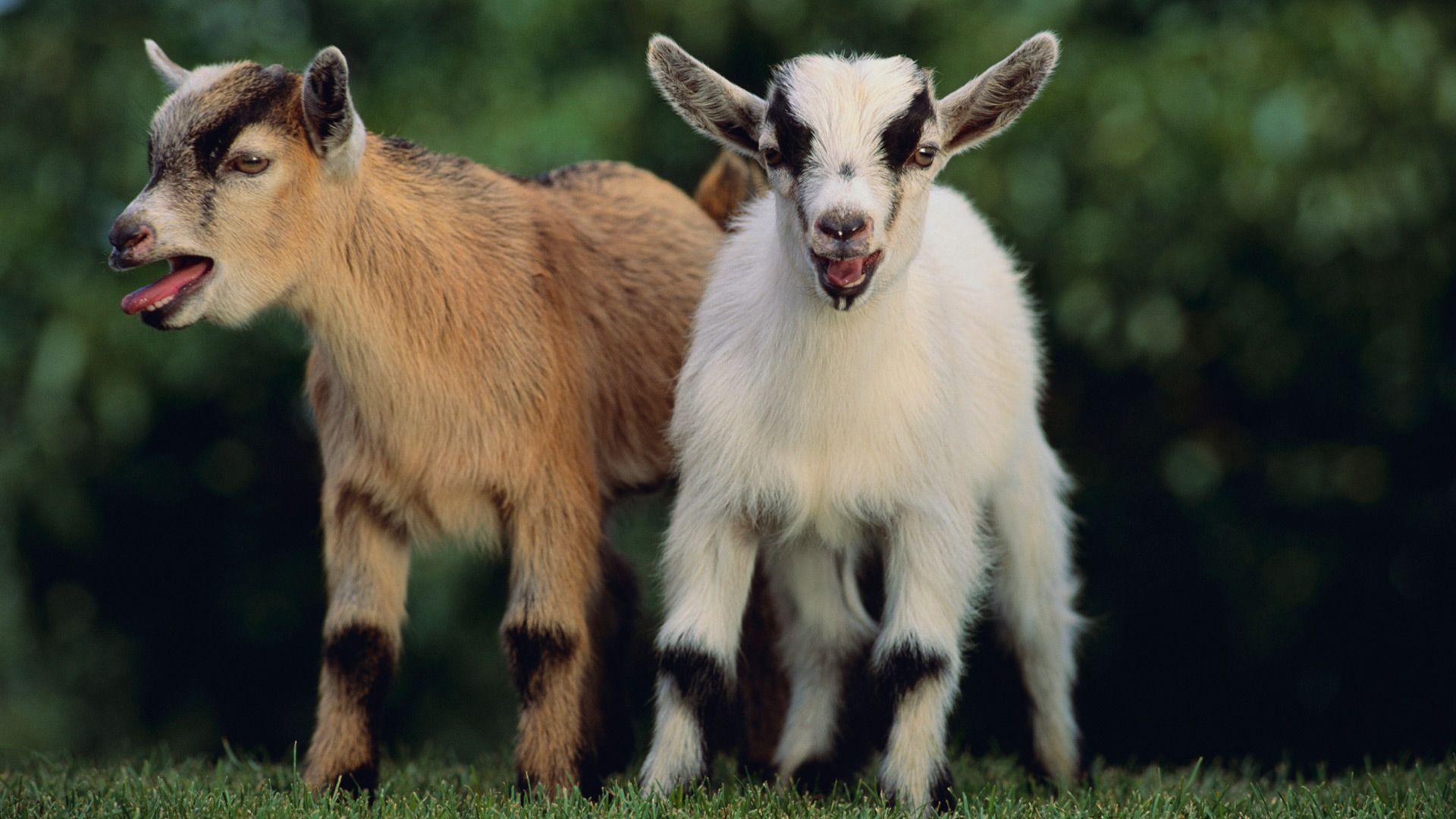 Cute Baby Goat Wallpapers