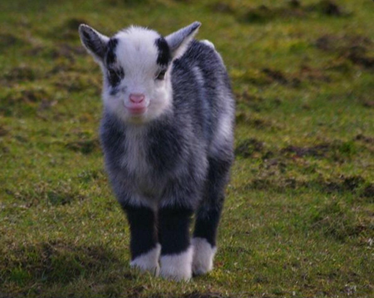 Cute Baby Goat Wallpapers