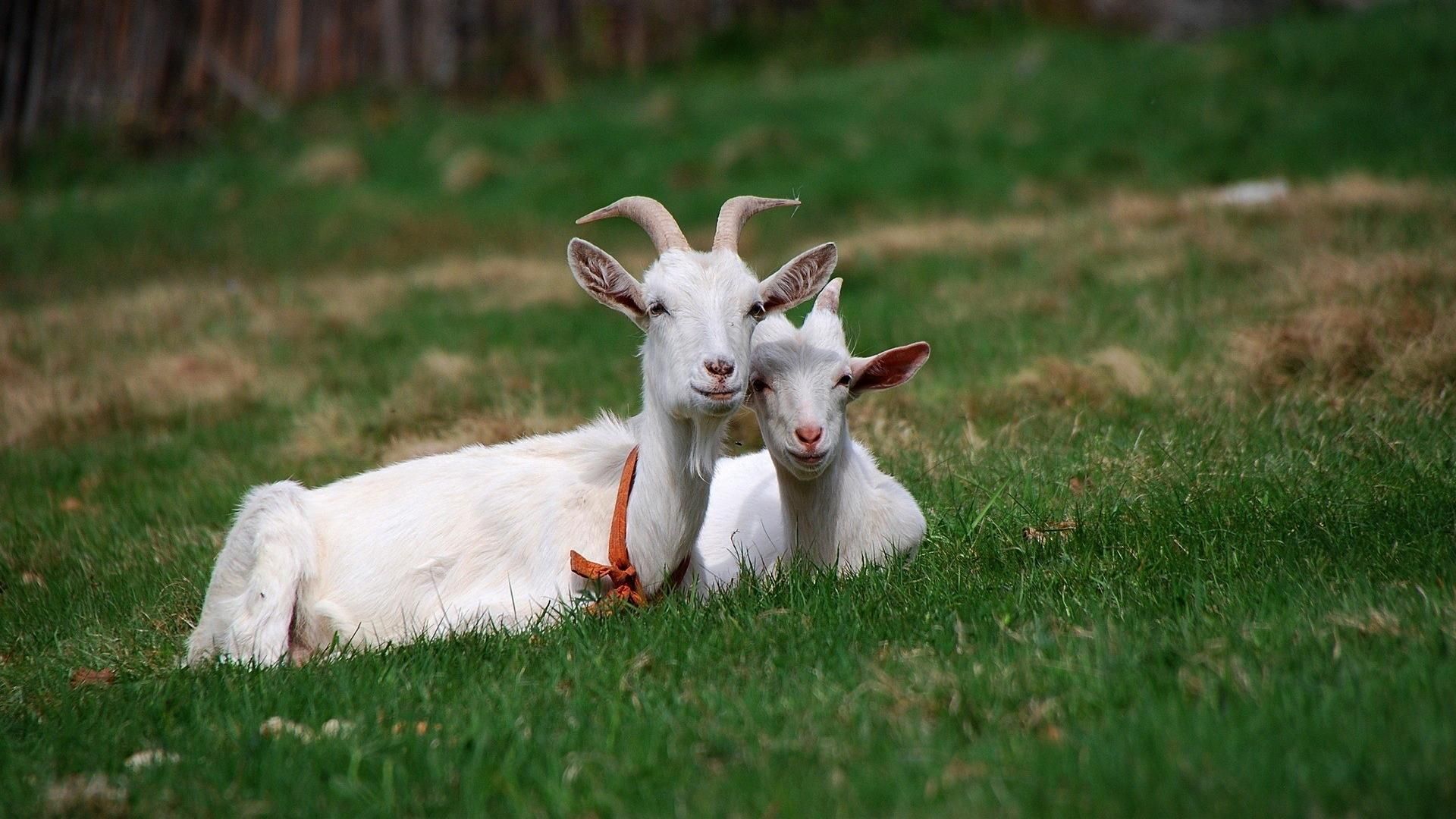 Cute Baby Goat Wallpapers