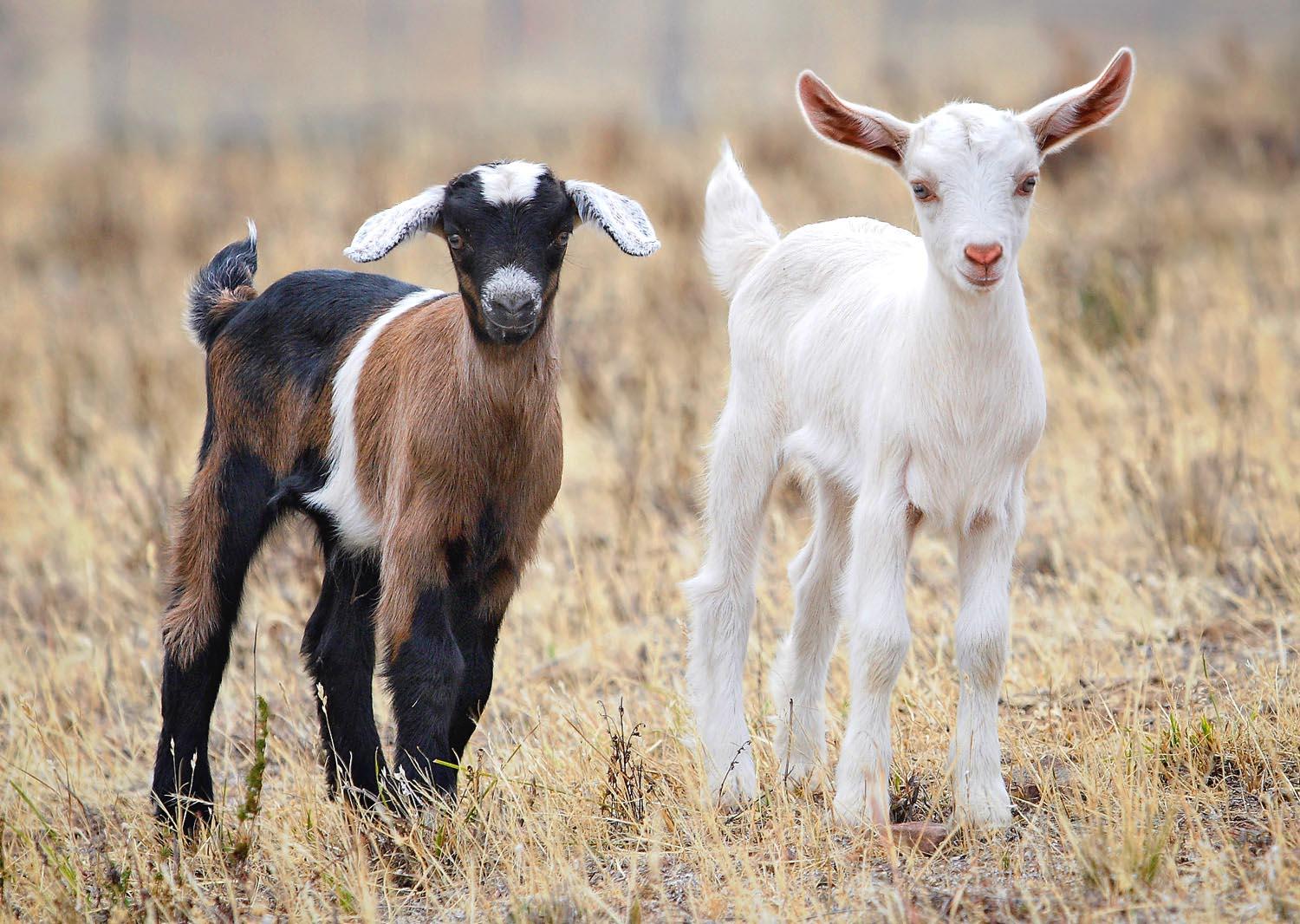 Cute Baby Goat Wallpapers