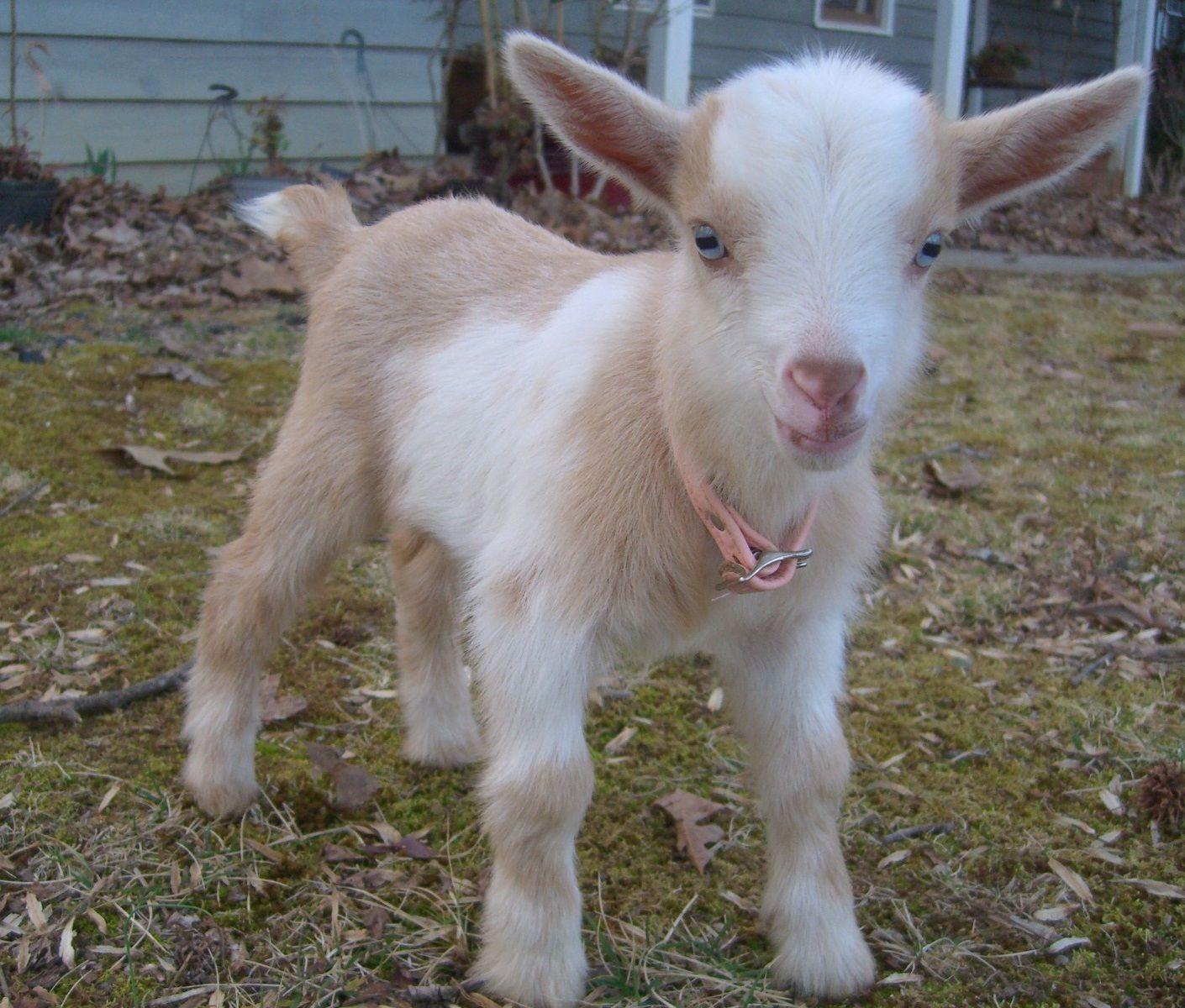 Cute Baby Goat Wallpapers