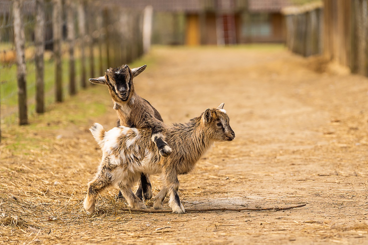 Cute Baby Goat Wallpapers