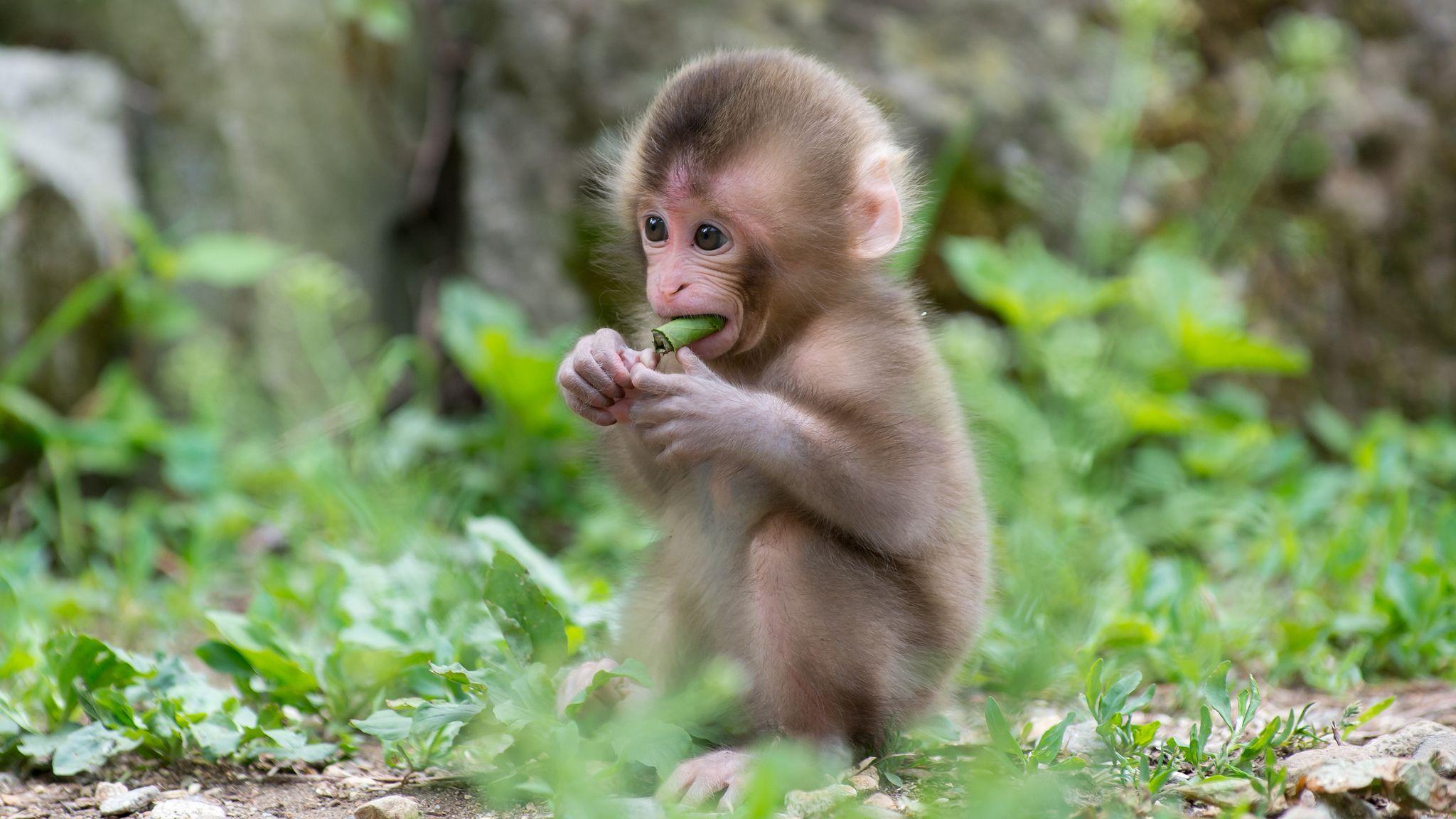 Cute Baby Monkey Wallpapers