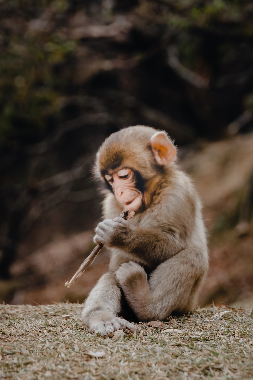 Cute Baby Monkey Wallpapers