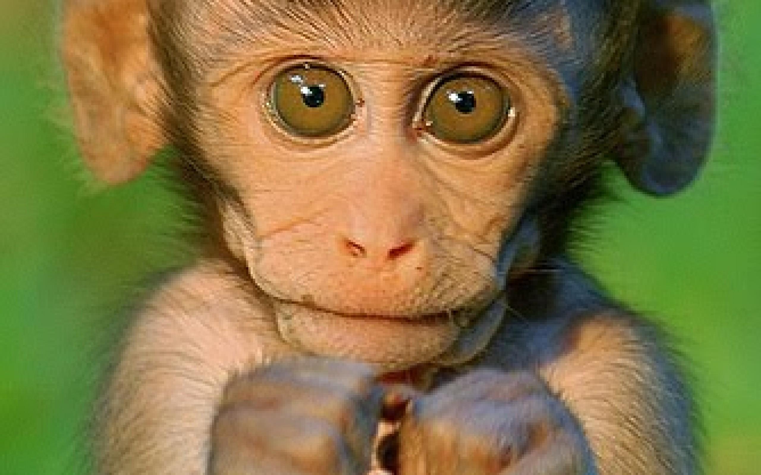 Cute Baby Monkey Wallpapers