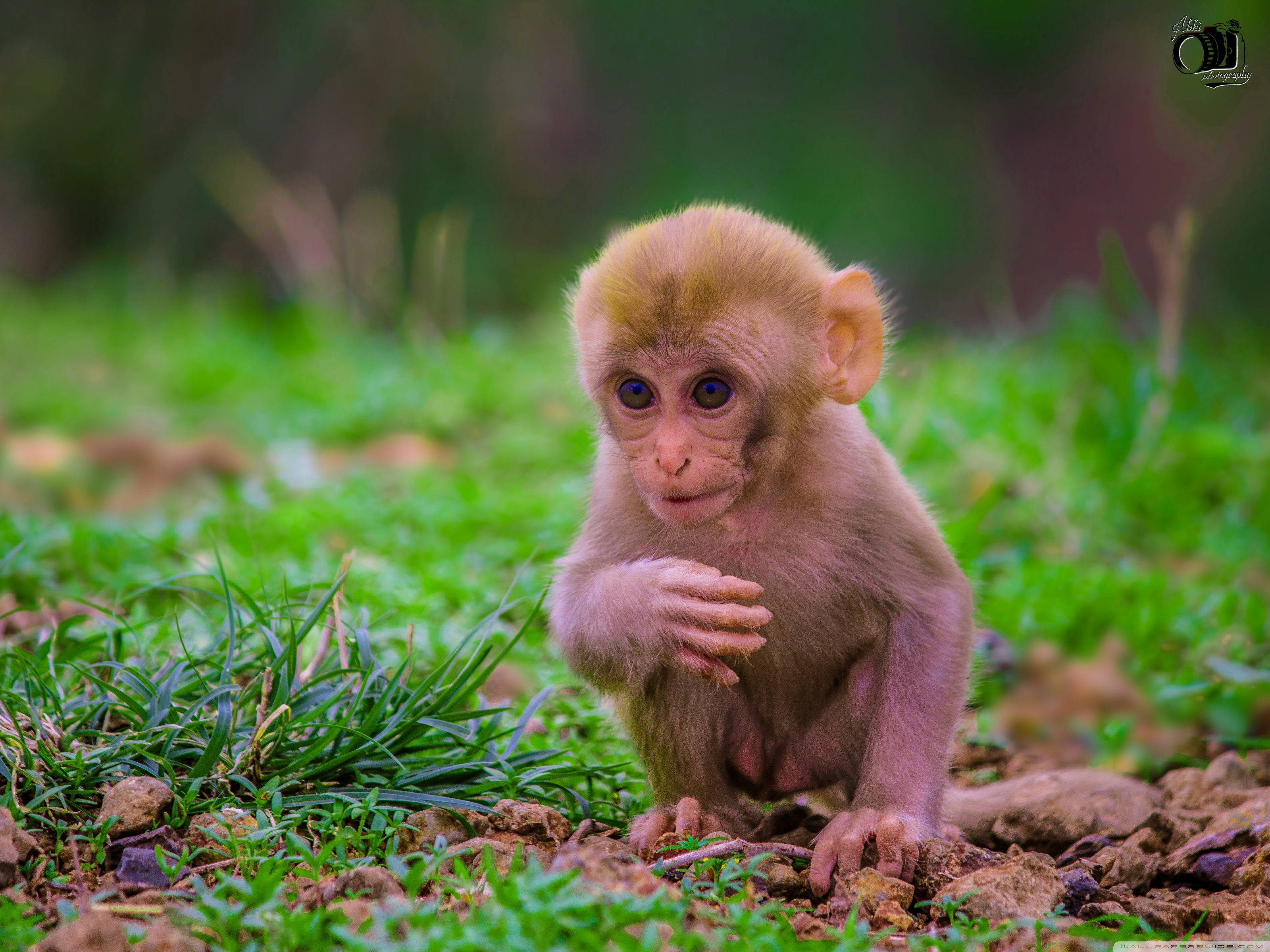 Cute Baby Monkey Wallpapers