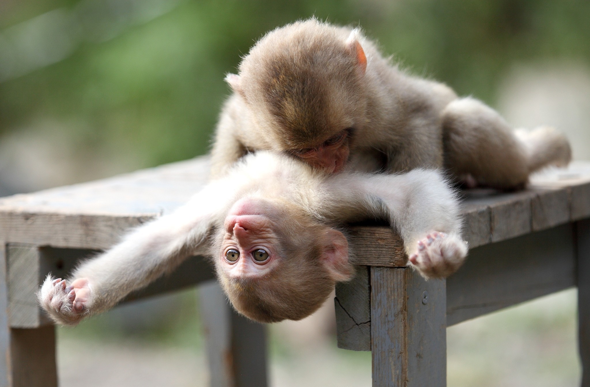 Cute Baby Monkey Wallpapers