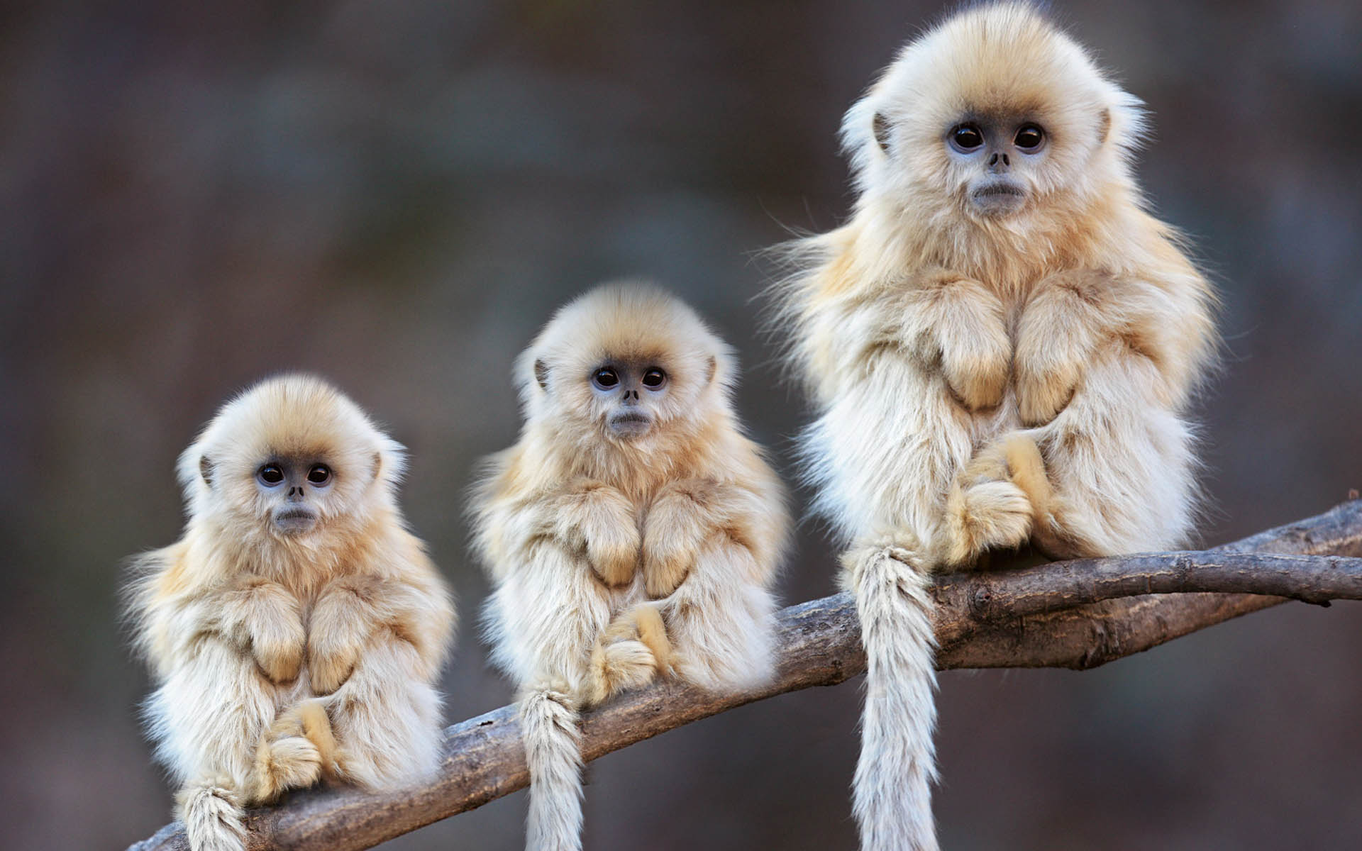 Cute Baby Monkey Wallpapers