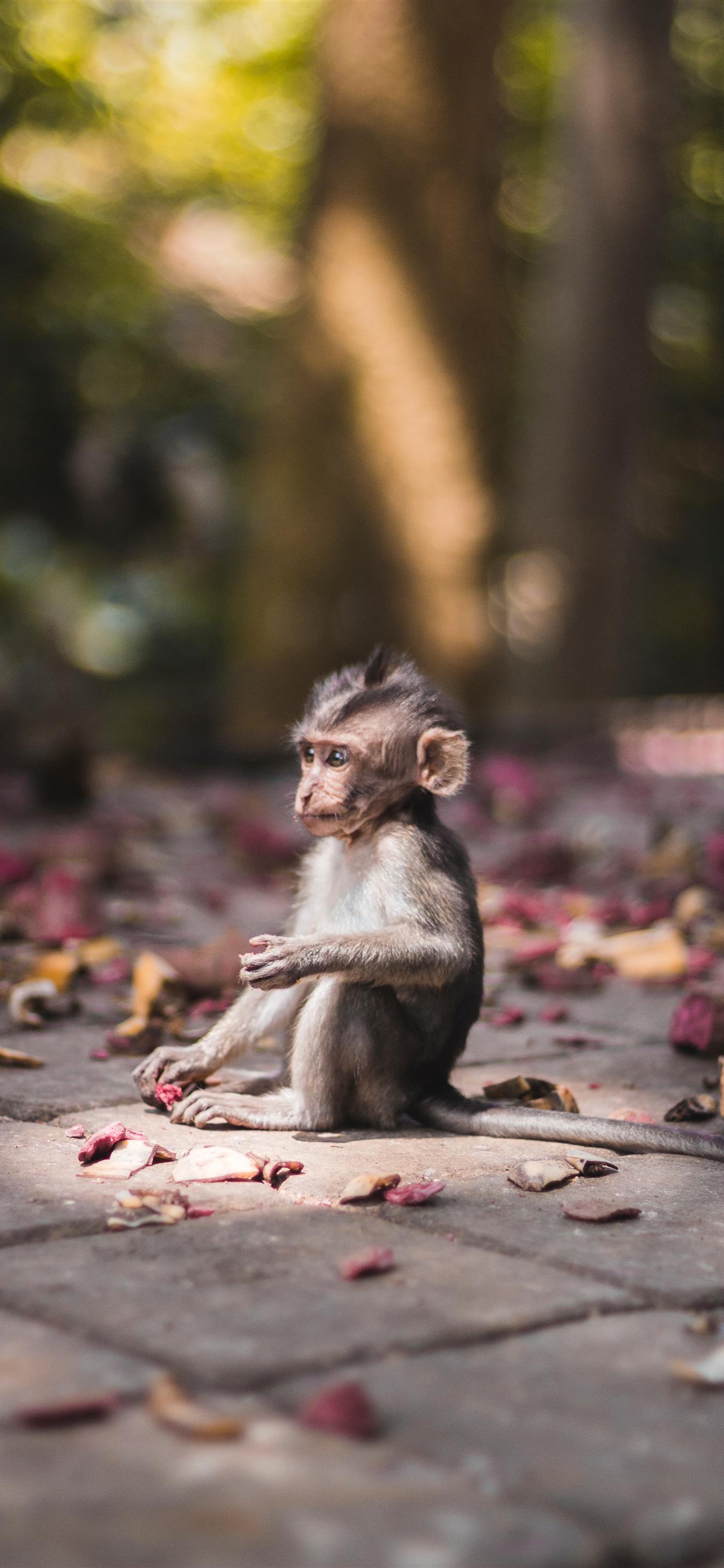 Cute Baby Monkey Wallpapers