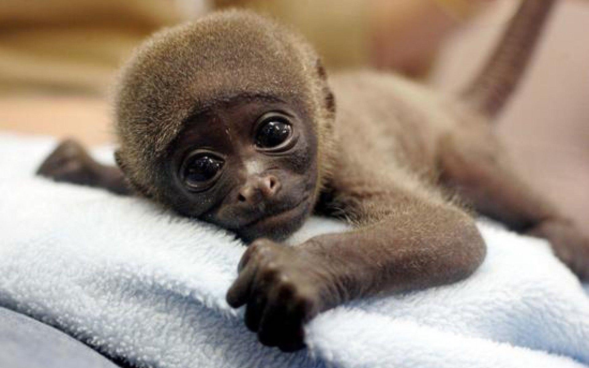 Cute Baby Monkey Wallpapers