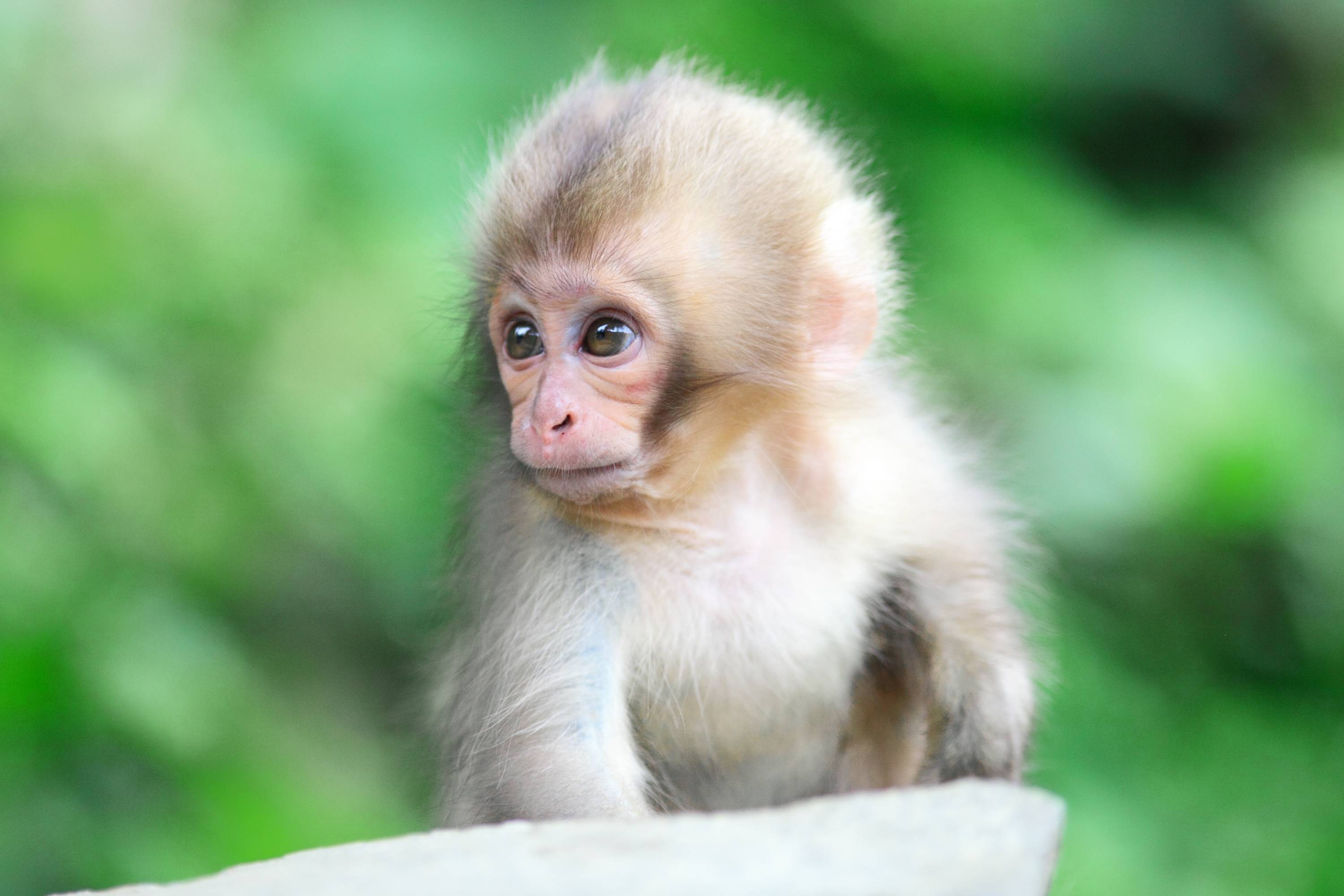 Cute Baby Monkey Wallpapers