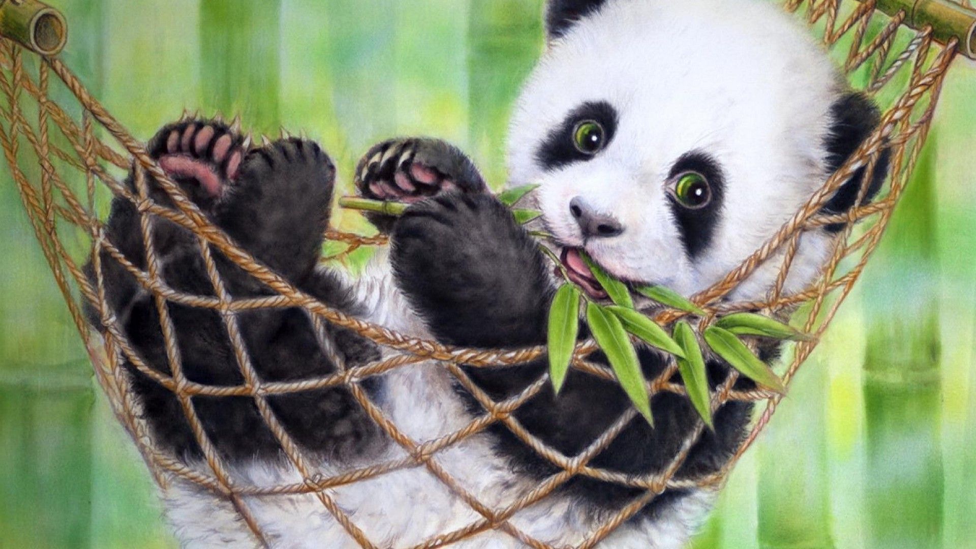 Cute Baby Panda  Wallpapers