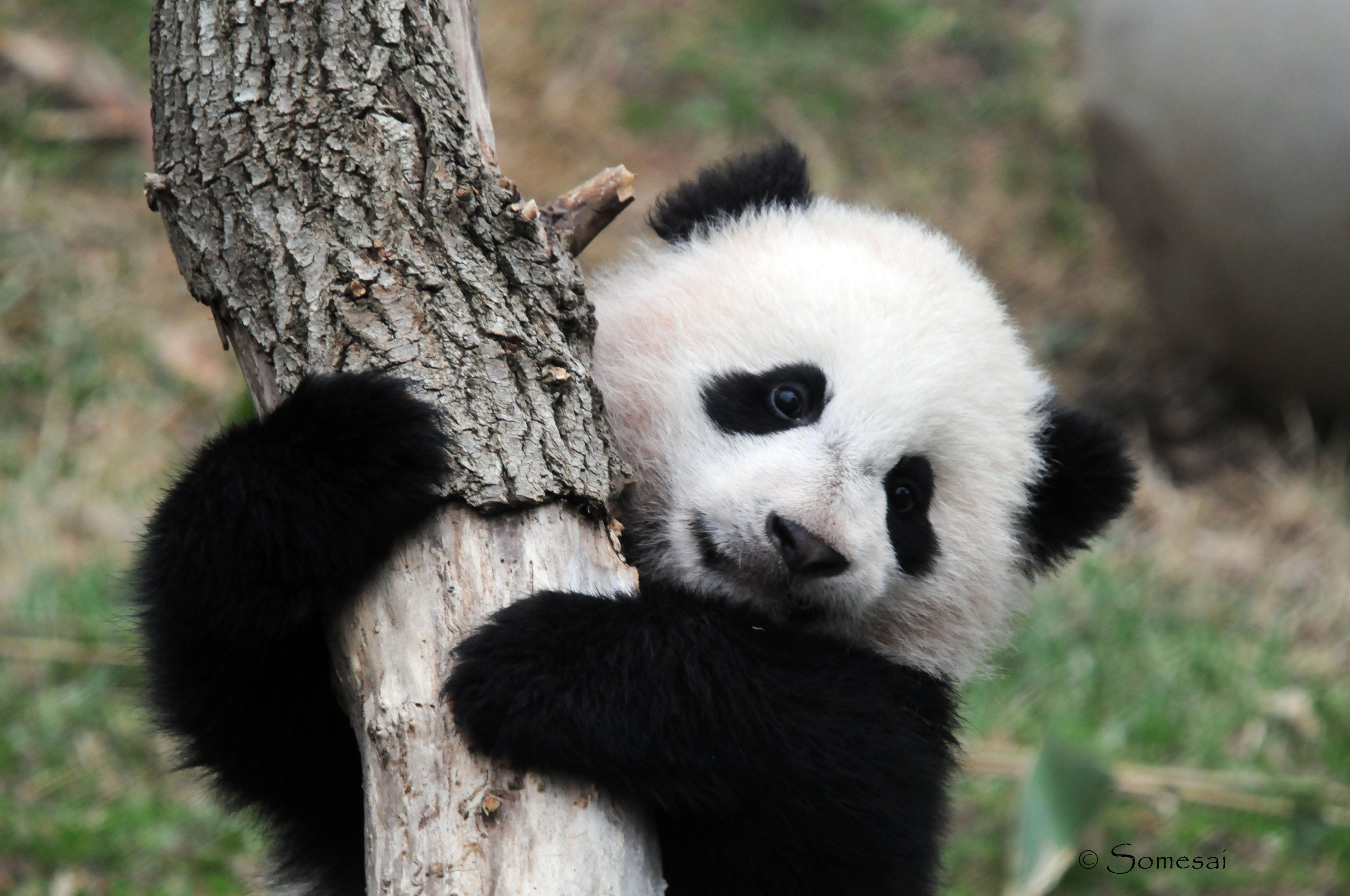 Cute Baby Panda  Wallpapers