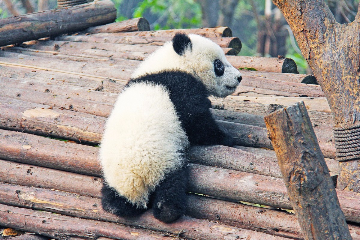 Cute Baby Panda  Wallpapers