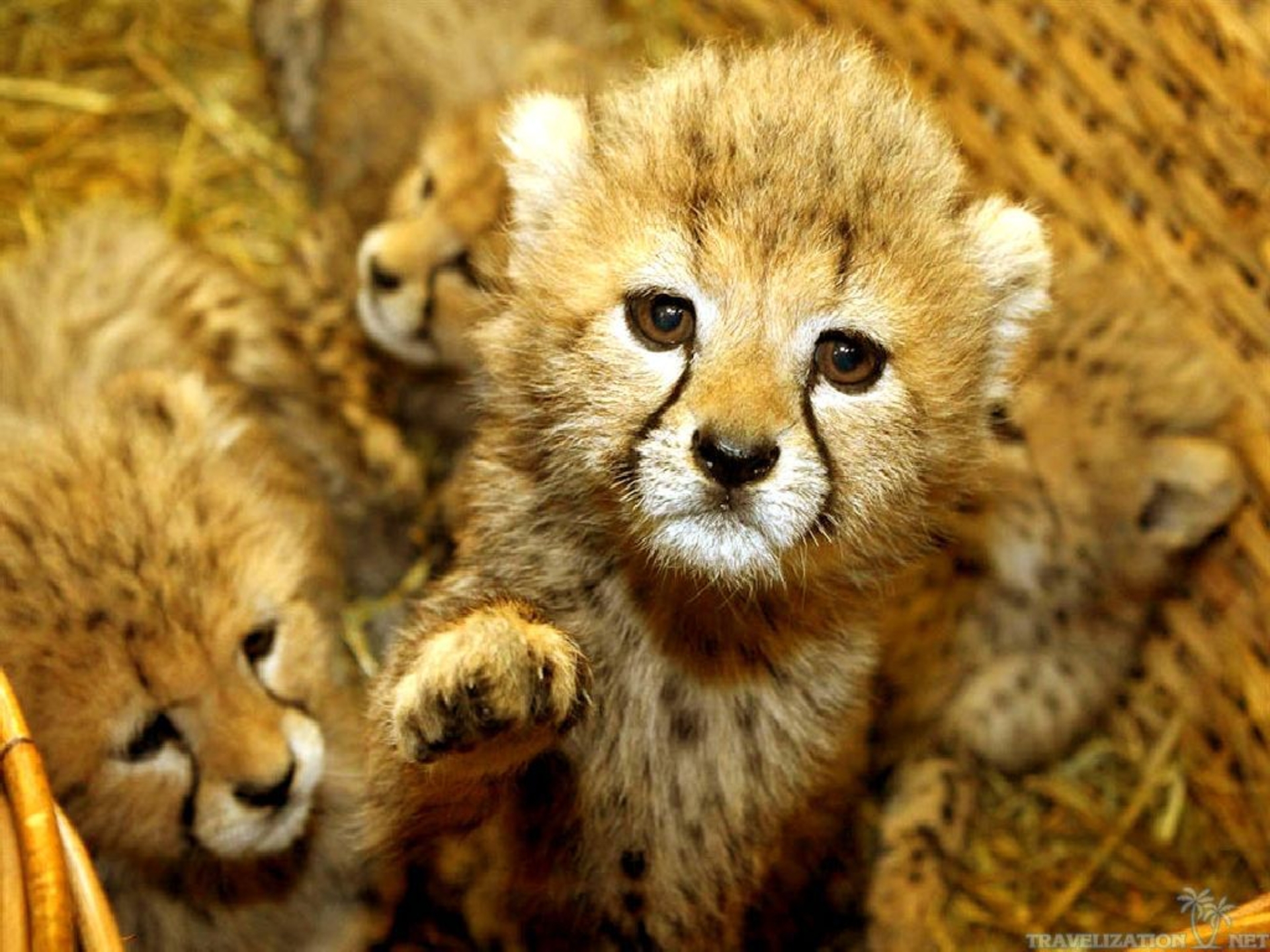 Cute Baby Wild AnimalsWallpapers