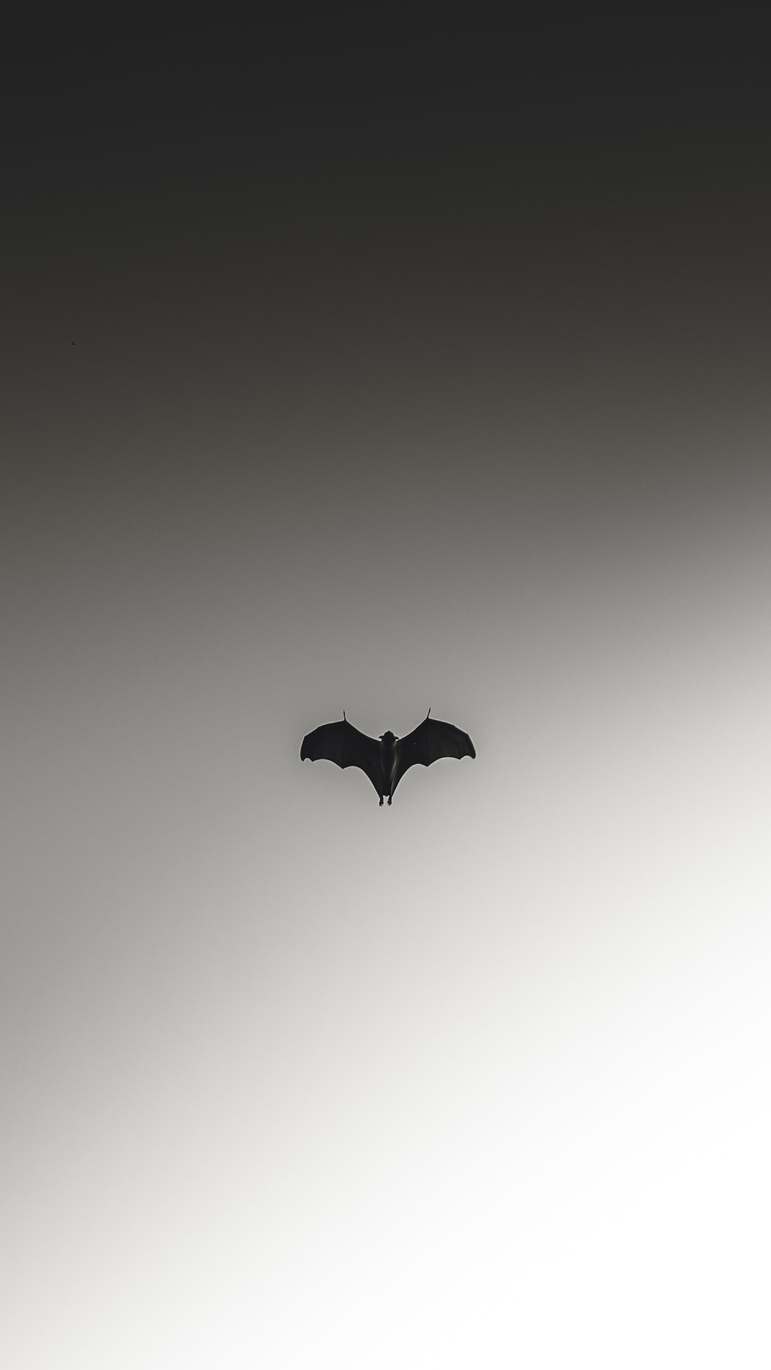 Cute BatsWallpapers